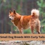 Small Dog Breeds With Curly Tails