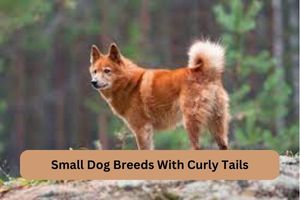 Small Dog Breeds With Curly Tails