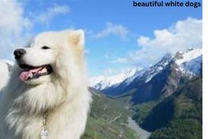 beautiful white dogs 