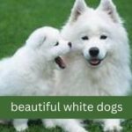 beautiful white dogs