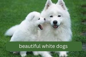 beautiful white dogs