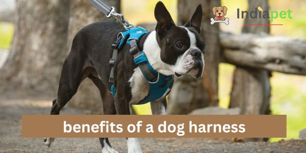 benefits of a dog harness