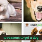 10 Reasons to get a dog