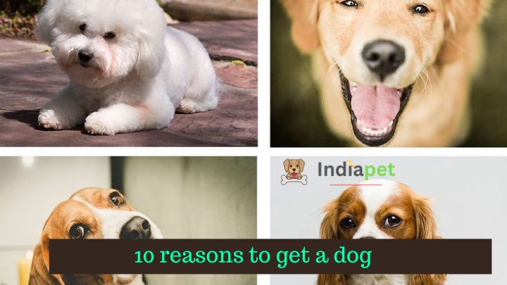 10 Reasons to get a dog