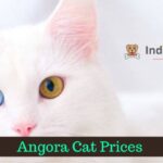 Angora Cat Prices