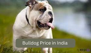 Bulldog Price in India