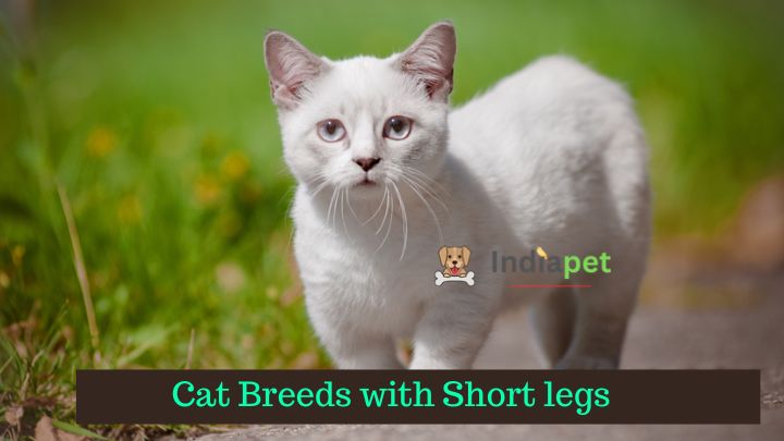 Cat Breeds with Short Legs