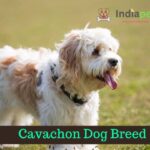 Cavachon Dog Breed