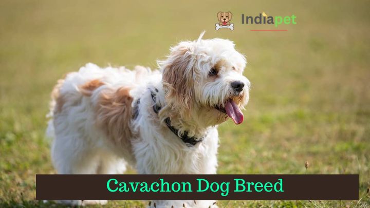 Cavachon Dog Breed