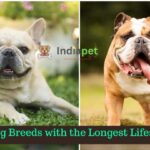 Dog Breeds with the Longest Lifespans