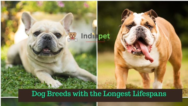 Dog Breeds with the Longest Lifespans