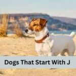 Dogs That Start With J