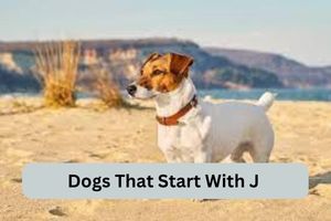 Dogs That Start With J