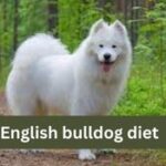 English bulldog diet