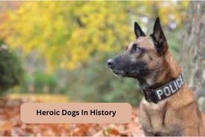 Heroic Dogs In History