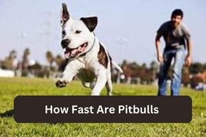 How Fast Are Pitbulls