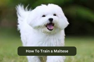 How To Train a Maltese