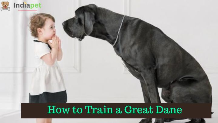 How to Train a Great Dane