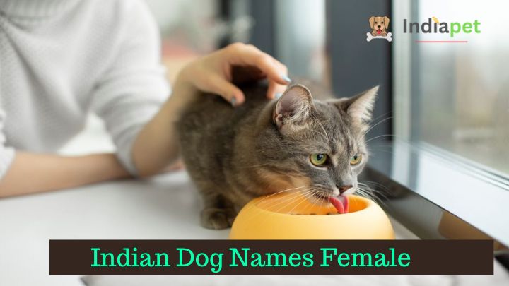 indian-dog-names-female-2023-india-pet