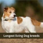 Longest living Dog breeds