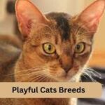 Playful Cats Breeds