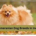 Pomeranian Dog Breeds in India