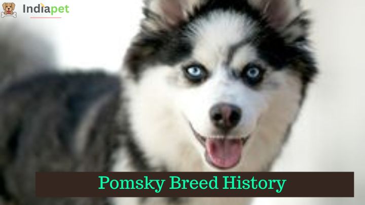 Pomsky Breed History