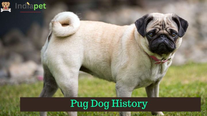 Pug Dog History