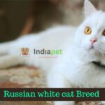 Russian white cat Breed 