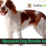 Spaniels Breed List