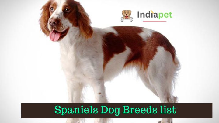 Spaniels Breed List