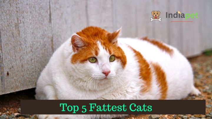 Top 5 Fattest Cats