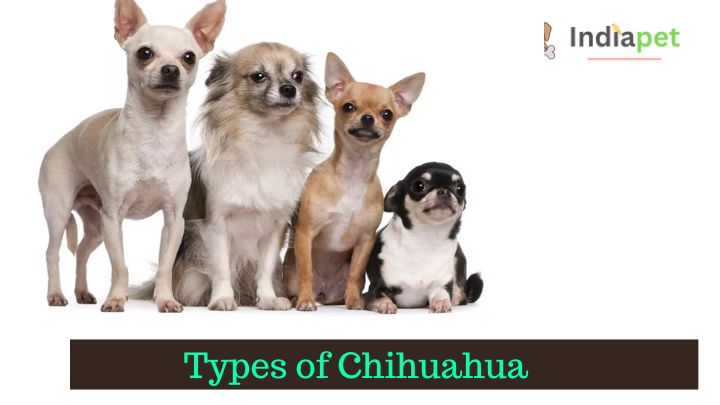 Types of Chihuahua