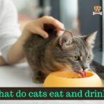 What do cats eat and drink