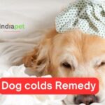 Dog colds Remedy