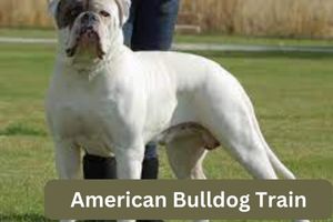 American Bulldog Train 