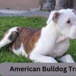 American Bulldog Train