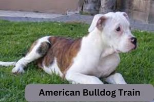 American Bulldog Train