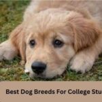 Best Dog Breeds For College Students