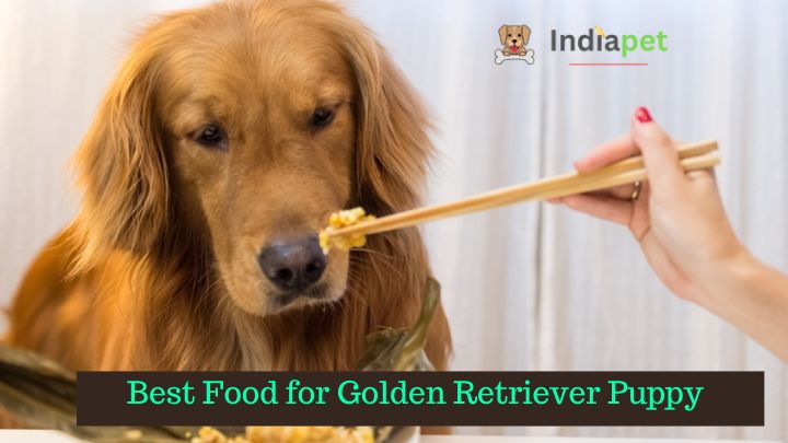 Best Food for Golden Retriever Puppy