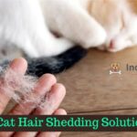 Cat Hair Shedding Solutions