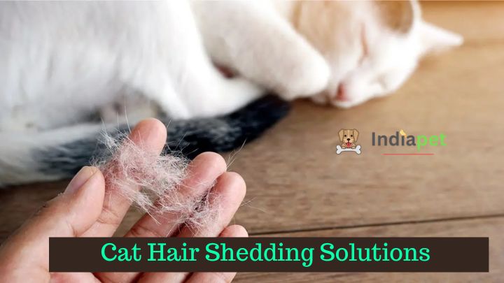 Cat Hair Shedding Solutions