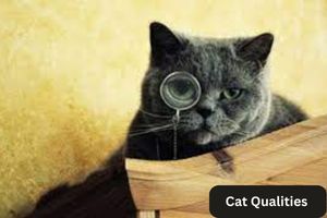 Cat Qualities 