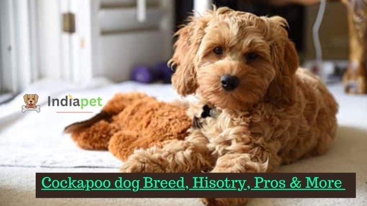 Cockapoo dog Breed