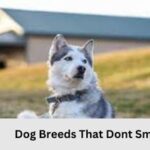 Dog Breeds That Dont Smell