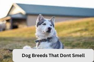 Dog Breeds That Dont Smell