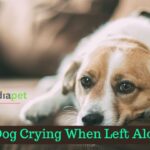 Dog Crying When Left Alone