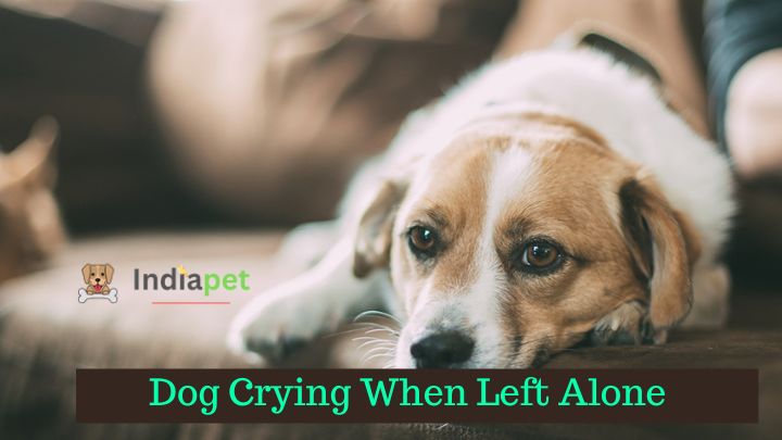 Dog Crying When Left Alone