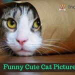 Funny Cute Cat Pictures