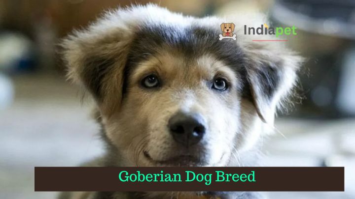 Goberian Dog Breed